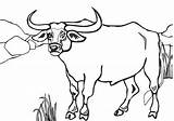 Coloring Bull Realistic Pages Semi Cartoon sketch template