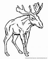 Moose Coloring Pages Drawing Antler Cartoon Wild Head Kids Template Animal Male Young Getdrawings Printable Coloringme Popular Library Clipart Honkingdonkey sketch template