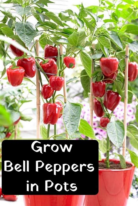 growing bell peppers  pots home crafting container gardening