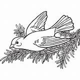 Willow Goldfinch sketch template