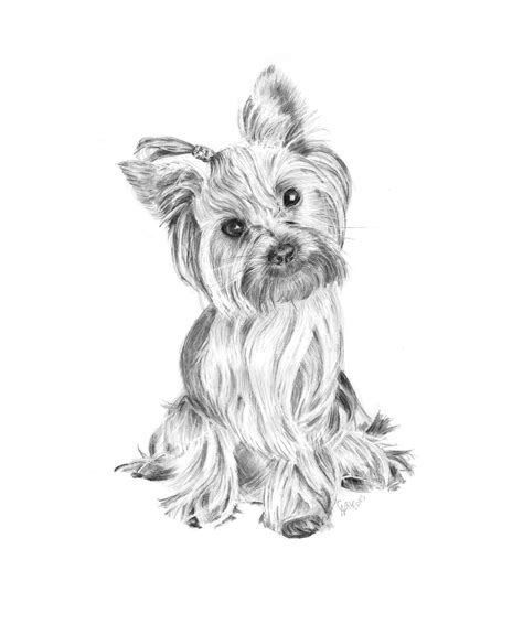 yorkshire terrier pencil drawing  carlsyres  deviantart