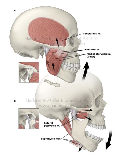 human  jaw anatomy