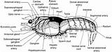 Crayfish Internal Generalized Organs sketch template