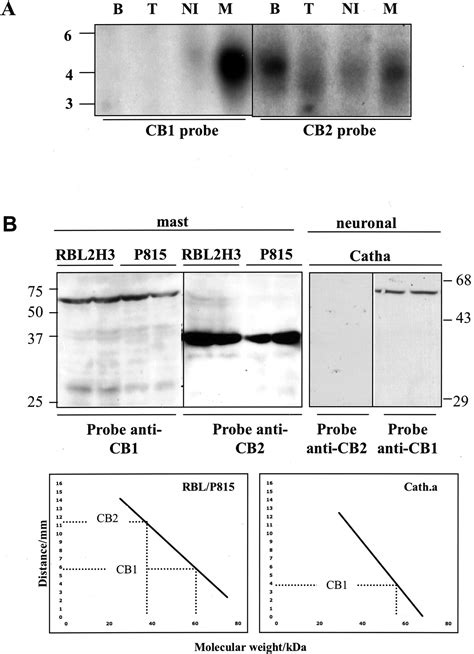 Differential Roles Of Cb1 And Cb2 Cannabinoid Receptors In Mast Cells