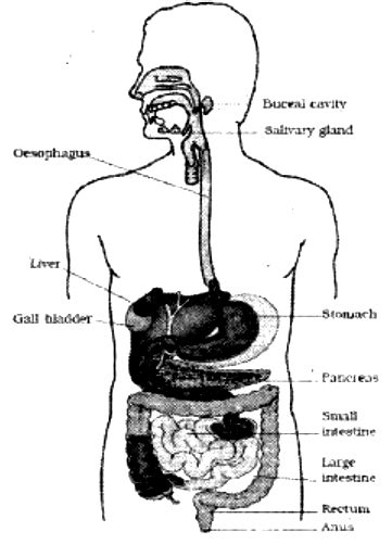 write  neat diagram  human digestive system  label  parts sarthaks econnect
