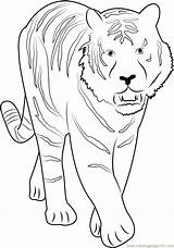 Tiger Coloring Towards Coloringpages101 sketch template
