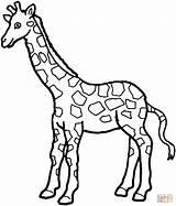 Giraffe Coloring Pages Color Silhouettes Kleurplaat sketch template
