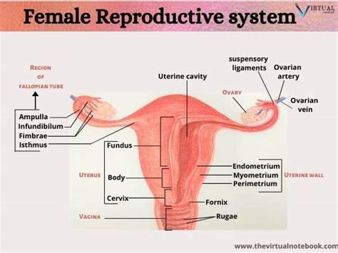 female reproductive system diagram main parts  virtual notebook