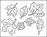 Pages Printable Coloring Maple Leaves Fall Getcolorings Leaf sketch template