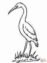 Coloring Stork Crane Pages Bird Drawing Clipart Storks Printable Sandhill Getdrawings Clipartbest Clip Designlooter Library Popular Cliparts sketch template