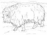 Coloring Ox Musk Muskox Realistic Pages Drawing Printable Tundra Supercoloring Arctic Animals Dot sketch template