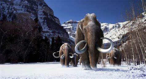 scientists  ready  resurrect wooly mammoths