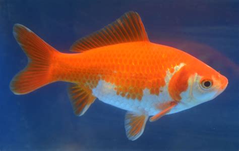photo gold fish animal fish gold   jooinn