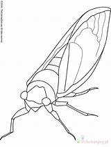 Cicala Robaki Kolorowanki Owady Cicada Insekten Dzieci Insetti sketch template