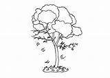 Baum Herbst Malvorlage Colorare Albero Kleurplaat Autunno Arbre Outono Otono Automne Arbol Herfst árvore Grote Malvorlagen Disegni Educolor Ausdrucken sketch template
