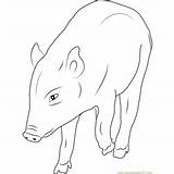 Boar Coloring Pages Puppy Coloringpages101 sketch template