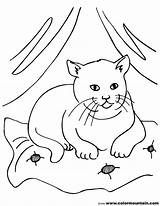 Cat Fluffy Coloring Pages Fat Printable Getcolorings Color sketch template
