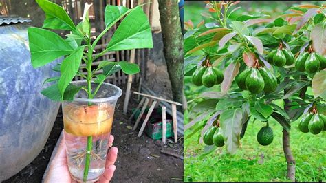 Avocado Growing Fast With Natural Aloe Vera Best Method Grafting