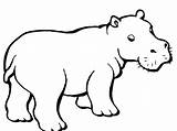 Hippo Coloring Drawing Pages Baby Outline Easy Hippopotamus Kids Cartoon Printable Colouring Color Getdrawings Paintingvalley Getcolorings Supercoloring Drawings sketch template