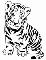 Tiger Baby Clipart Coloring Cub sketch template