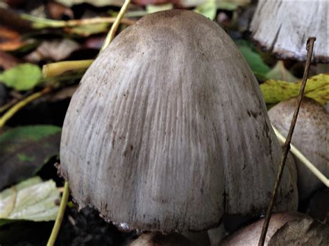 common inkcap