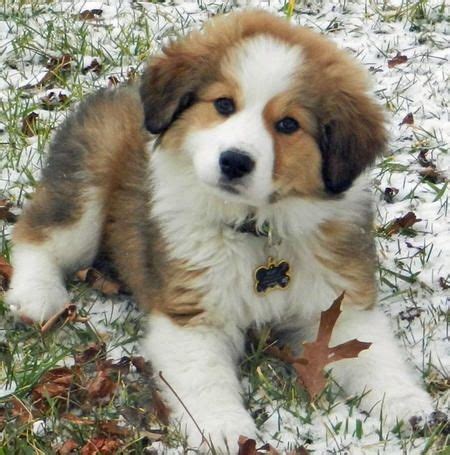 great pyrenees mix  love dogs  animales adorables animales