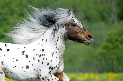 gorgeous images  appaloosa horses    day