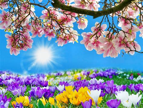 tapety zdjecia wiosna slonce wiosenne kwiaty