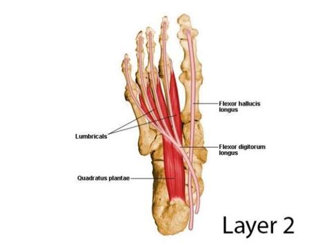 muscles   foot karina gajjar podiatrist
