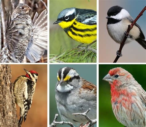 scores  bird species  disappear due  climate change study