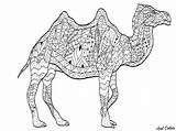 Camel Coloring Drawing Patterns Majestic Drawn Simple Camels Varied Original Adult Pages sketch template
