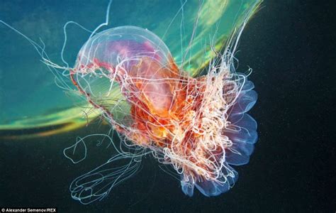 west awake  minute  beauty  jellyfish