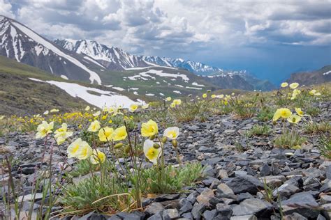 climate change  pushing plants  arctic disrupting tundra ecosystems