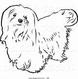 Maltese Coloring Designlooter Haired Upwards Dog Looking Long Background sketch template