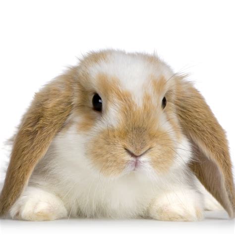 bunny stefan bunnies photo  fanpop