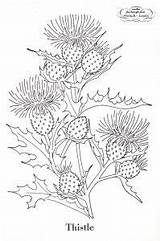 Thistle Embroidery Coloring Pattern Patterns Vintage Template Thistles Scottish Flower Scotch Poppies Flowers Botanical Prints Transfer Combination Picturing Already Red sketch template