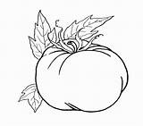 Coloring Drawing Pages Kids Plant Tomato Pumpkin Vegetable Getdrawings Comments sketch template