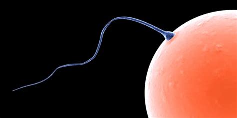 10 Interesting Sperm Facts My Interesting Facts