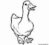 Coloring Pages Goose Animal Printable Color Popular sketch template