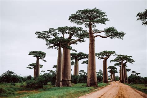 el arbol del reves el baobab
