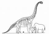 Brachiosaurus Coloring Elephant Pages Barosaurus Color Drawing Printable Coloringpagesonly Supercoloring sketch template