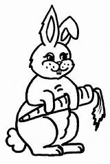 Wortel Sketsa Makan Kelinci Mewarnai Rabbit Bunnies Diwarnai Mudah Carrot sketch template