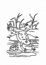 Frog Coloring Pages Clipart Lily Leap Pad Cartoon Jumping Life Cliparts Amphibian Cycle Frogs Animals Kids Leaping Drawing Outline Clip sketch template