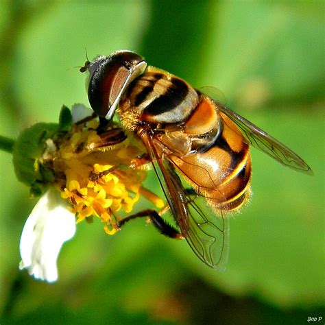 beneficial garden bugs    kill   grid news