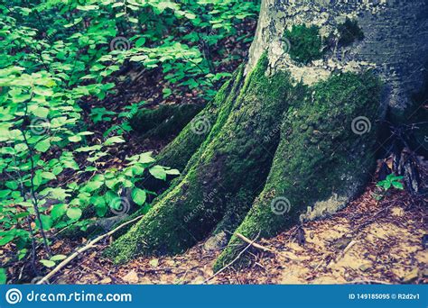 green roots  tree stock image image  pattern natural
