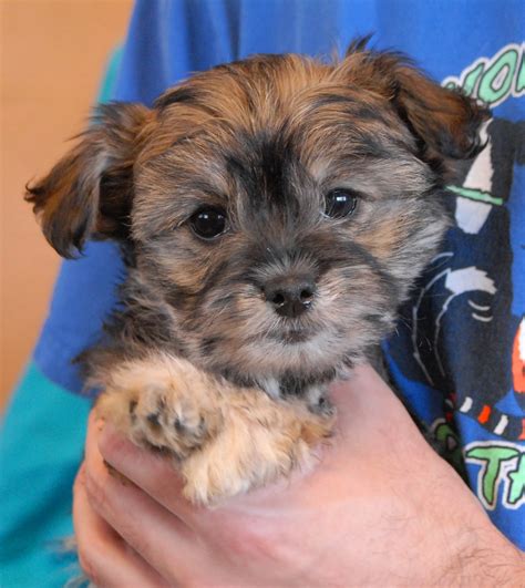 adorable poodle mix puppies debuting  adoption