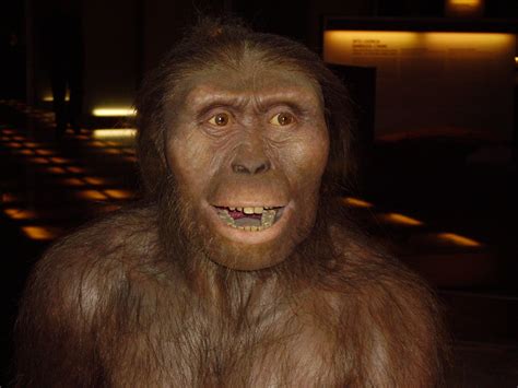 File Australopithecus Afarensis  Wikimedia Commons