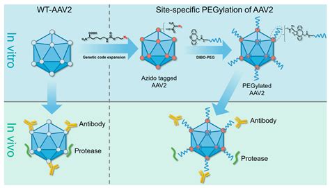 Molecules Free Full Text Site Specific Pegylated Adeno Associated