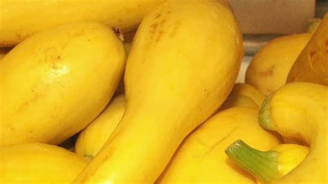 grow yellow squash  containers youtube