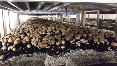 mushrooms  grown youtube